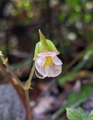Begonia integrifolia