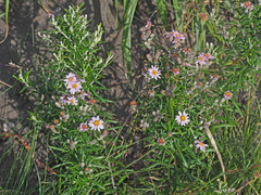 Athrixia phylicoides