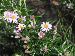 Athrixia phylicoides