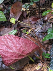 Begonia integrifolia