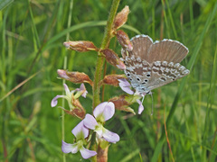 Lepidochrysops ketsi