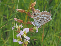 Lepidochrysops ketsi