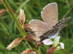 Lepidochrysops ketsi