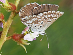 Lepidochrysops ketsi