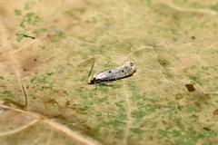 Tinea trinotella