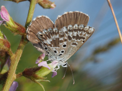 Lepidochrysops ketsi