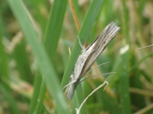 Changeable Grass-veneer photo 5
