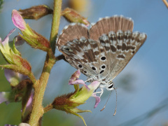 Lepidochrysops ketsi