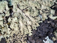 Phaeophyscia squarrosa