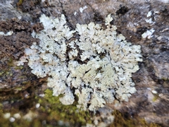 Phaeophyscia squarrosa