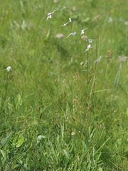 Dierama igneum