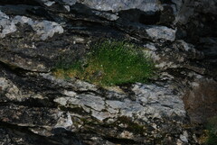 Facchinia grignensis