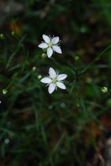 Facchinia grignensis