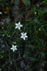 Facchinia grignensis