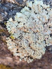 Phaeophyscia squarrosa
