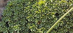 Saxifraga marginata