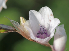 Dierama igneum
