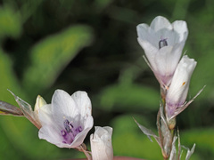 Dierama igneum