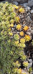 Saxifraga marginata