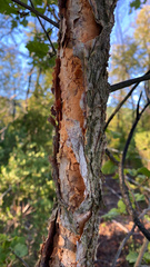Nothofagus glauca