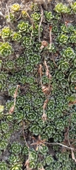 Saxifraga marginata