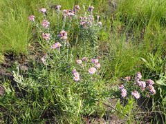 Athrixia phylicoides