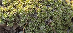 Saxifraga marginata