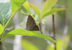 Satyrium liparops