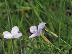 Dianthus zeyheri
