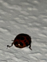 Harmonia axyridis