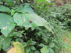 Isoglossa woodii
