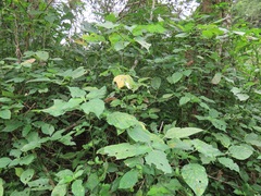 Isoglossa woodii