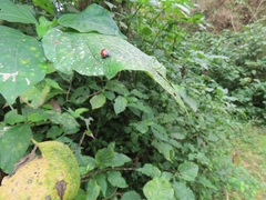 Isoglossa woodii