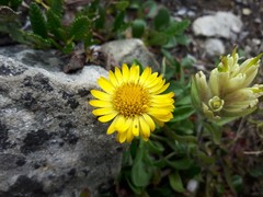 Erigeron aureus