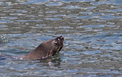 Arctocephalus pusillus pusillus