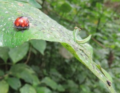 Isoglossa woodii