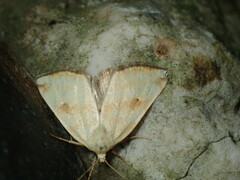 Aegle semicana