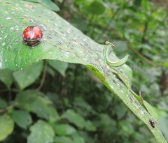 Isoglossa woodii