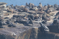 Arctocephalus pusillus pusillus