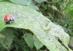 Isoglossa woodii