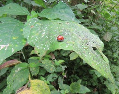 Isoglossa woodii