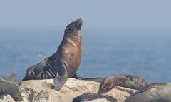 Arctocephalus pusillus pusillus