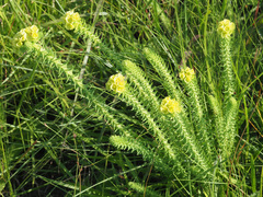 Euphorbia ericoides