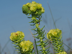 Euphorbia ericoides