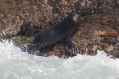 Arctocephalus pusillus pusillus