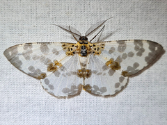 Hypomecis fulvosparsa