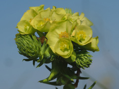 Euphorbia ericoides