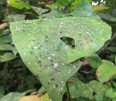 Isoglossa woodii