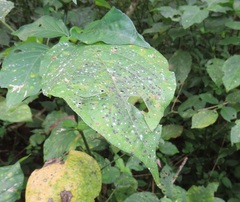 Isoglossa woodii