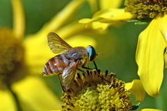 Esenbeckia